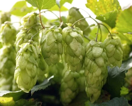 Craft A Personal Brewing Corner: Cultivating Hops Is Simple and Rewarding